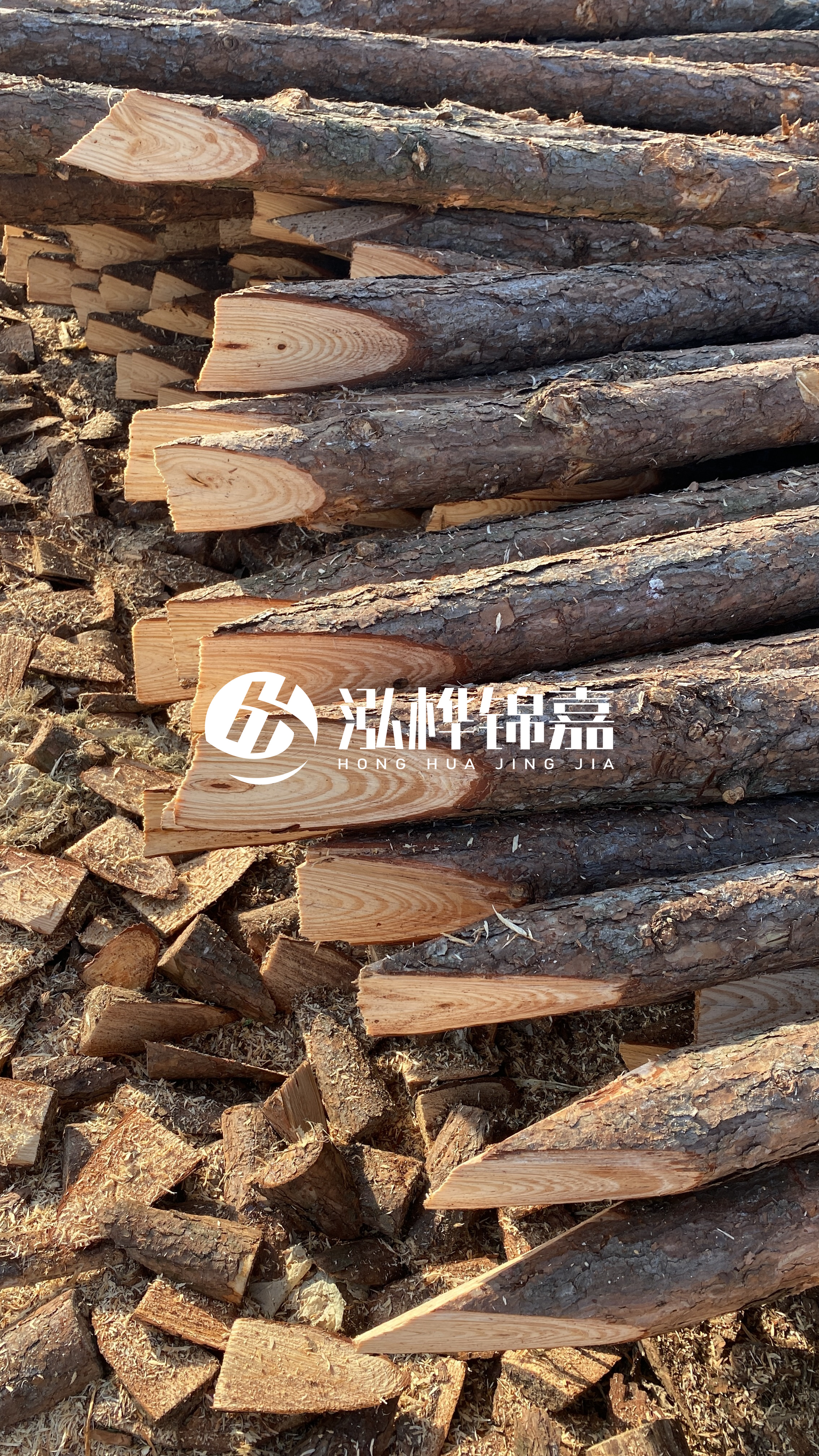 松木樁怎么分辨好壞？學(xué)會這幾招，輕松分辨松木樁好壞不踩雷！